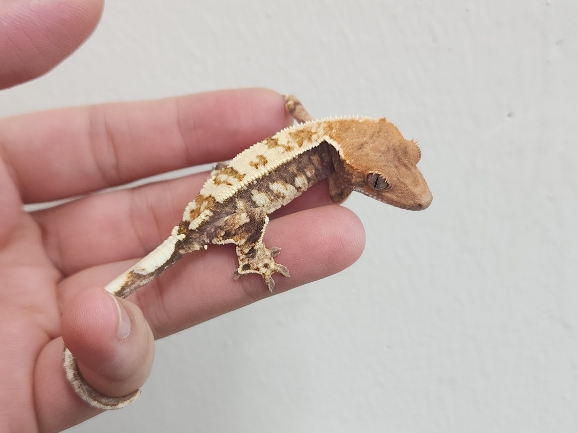 크레스티드게코-카푸치노-푸딩이-사진