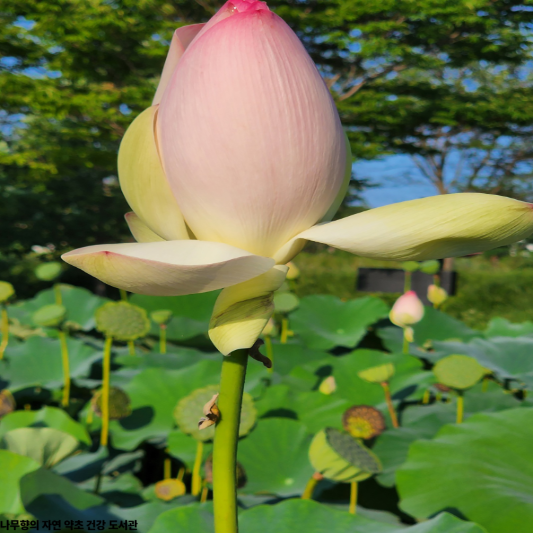 연자육