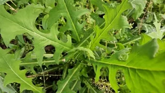 왕고들빼기 효능과 섭취시 주의사항 건강 정보_22