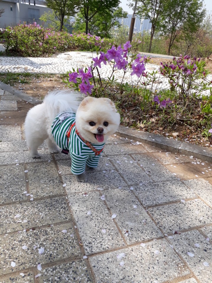 강아지 똥꼬스키의 이유 항문낭, 짜야 할까?