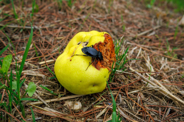 곤충을 먹는 시대가 온다! 식용 곤충의 글로벌 트렌드