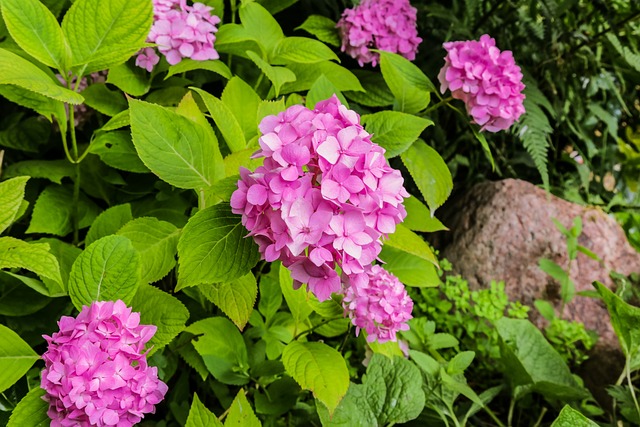 아침고요수목원 수국전시회