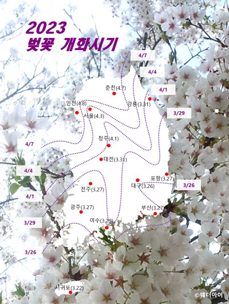 2023 벚꽃 개화시기