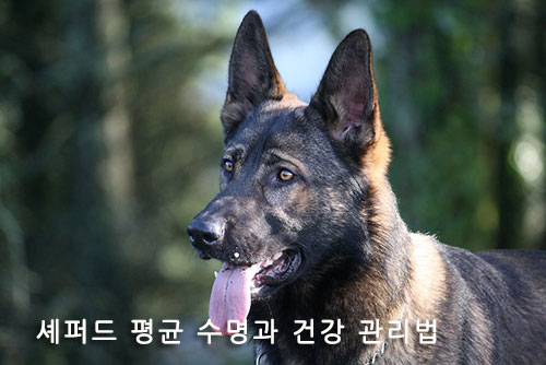 셰퍼드 평균 수명과 건강 관리법