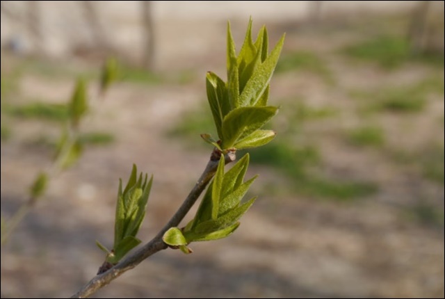 두충 효능, 혈압 조절까지