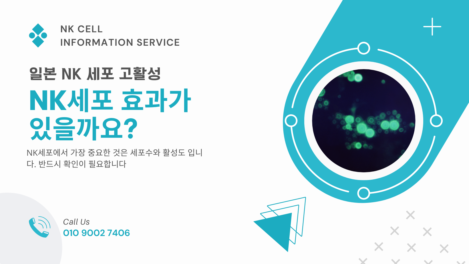 NK 세포