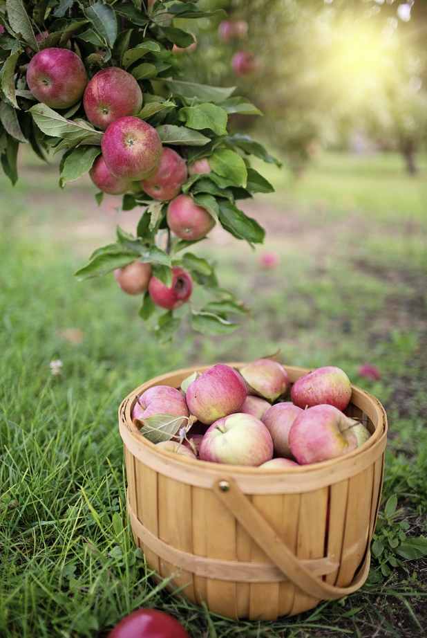 2024 문경 사과축제