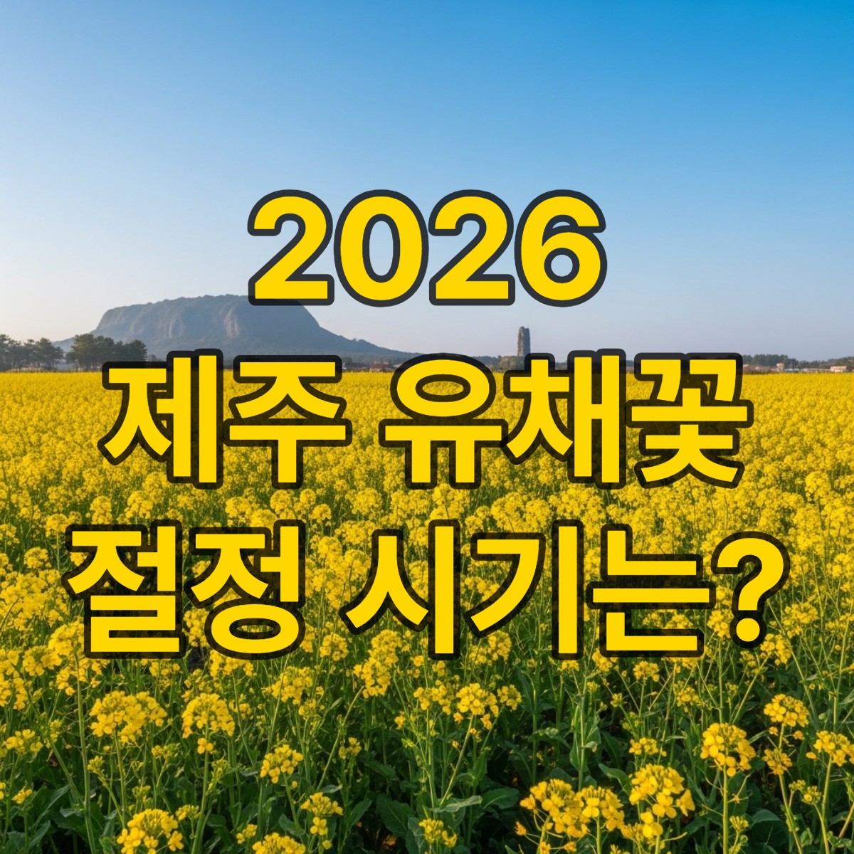 제주도 유채꽃 개화시기