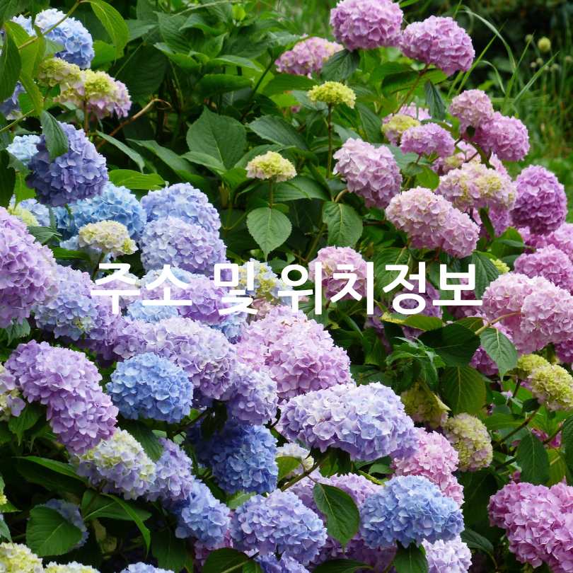 2025 유구색동수국정원꽃축제