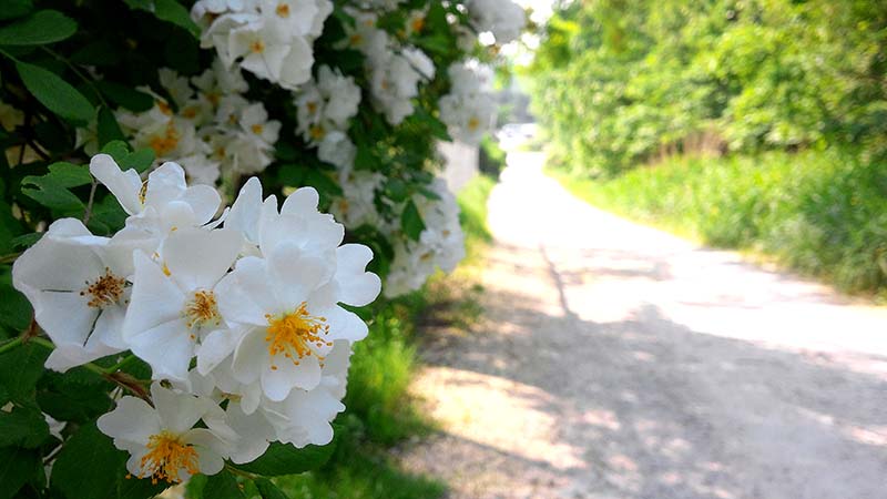 북한산둘레길 안골길
