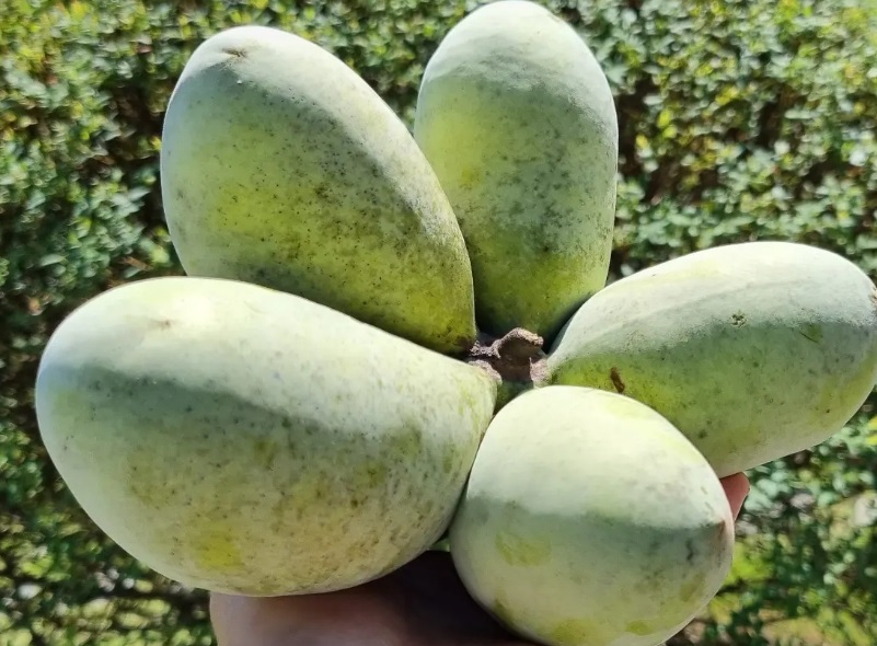 논산-포포나무-포포열매-카페라엘