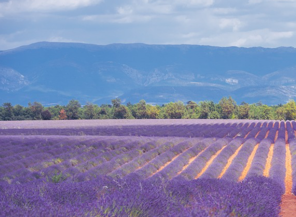 2025 퍼플섬 라벤더 축제