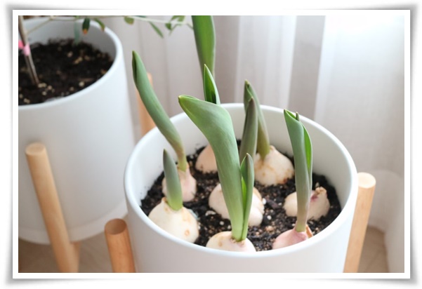 "튤립" 매력적인 봄의 대표적인 꽃, 튤립의 매력!