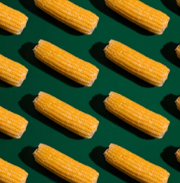 옥수수 효능과 부작용 영양성분 고르는법 칼로리