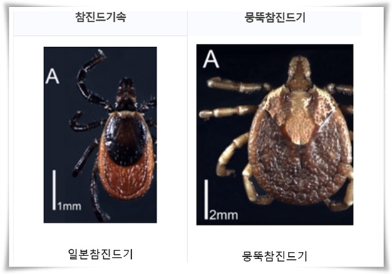 "진드기" 야외 활동의 숨은 적, 안전한 야외 활동을 위한 가이드!