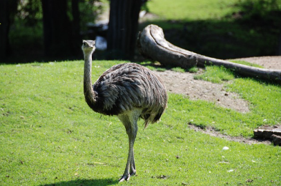 공영 동물원은 왜 입장료가 저렴할까. 요금 정책, 시민 서비스로서의 접근성 비교