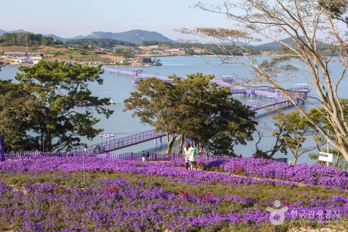신안 퍼플섬