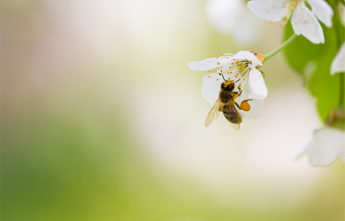 프로폴리스효능