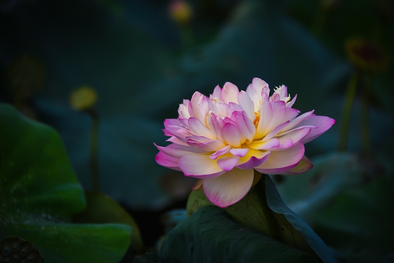 무안 연꽃축제 일정 셔틀버스 교통편