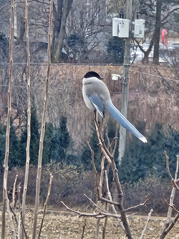 파라디조에 머무는 새