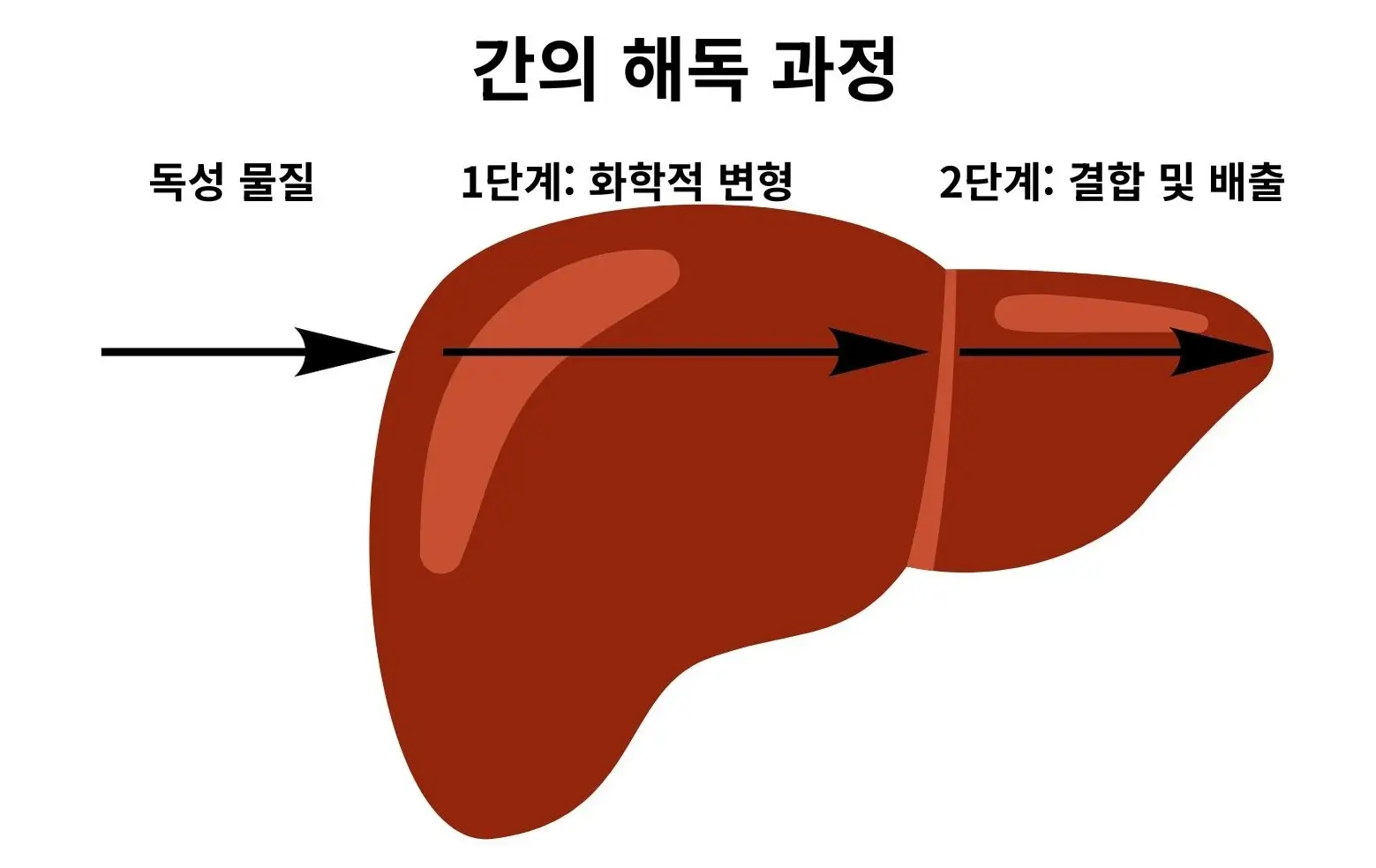간 해독 과정을 보여주는 다이어그램: 독성 물질이 간으로 들어와 1단계 화학적 변형을 거친 후 2단계 결합 및 배출로 체외로 배출되는 과정