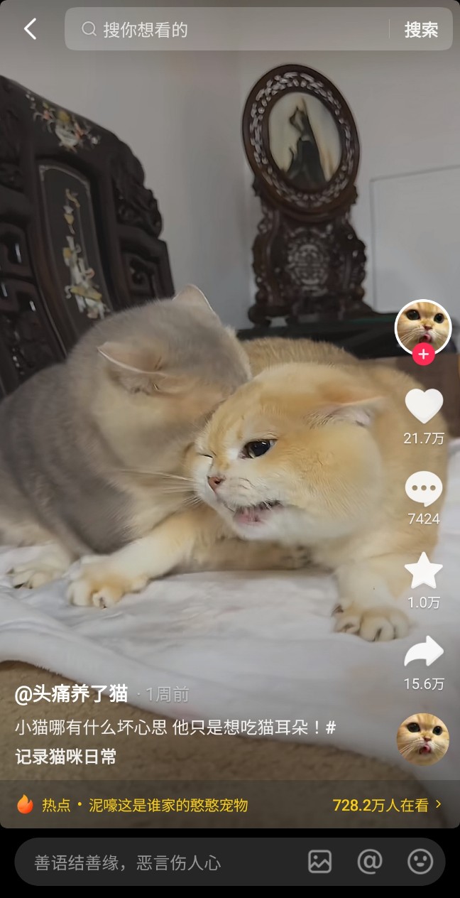 중국어로 고양이 猫