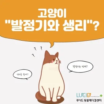 "고양이