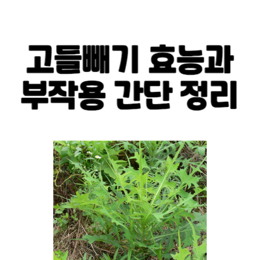 고들빼기 효능과 부작용