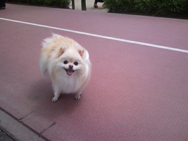 강아지 똥꼬스키의 이유 항문낭&amp;#44; 짜야 할까?