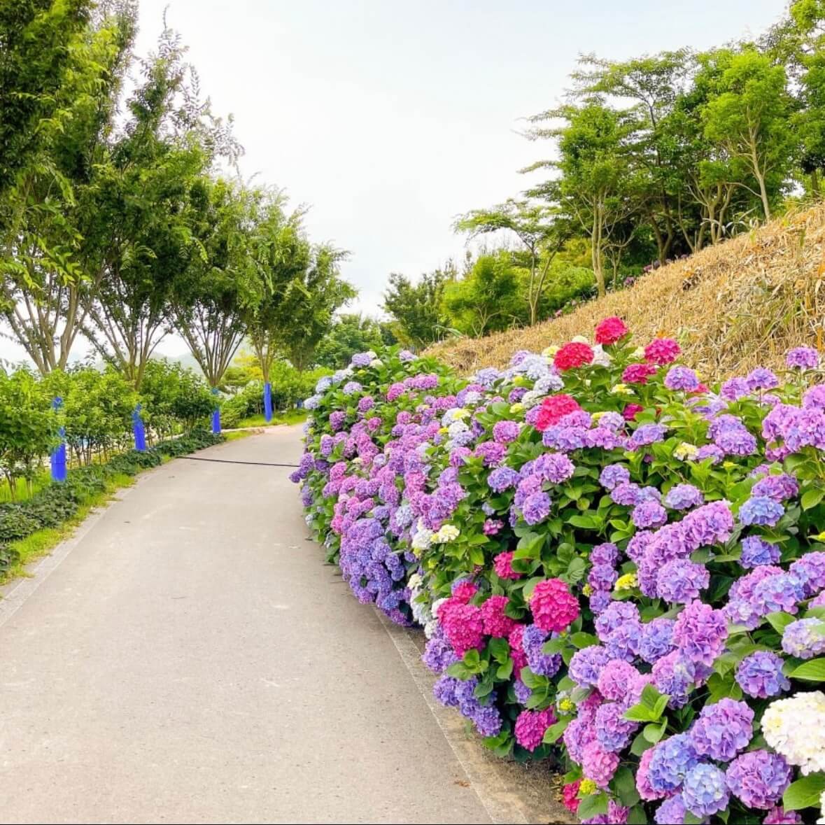 도초도 수국축제