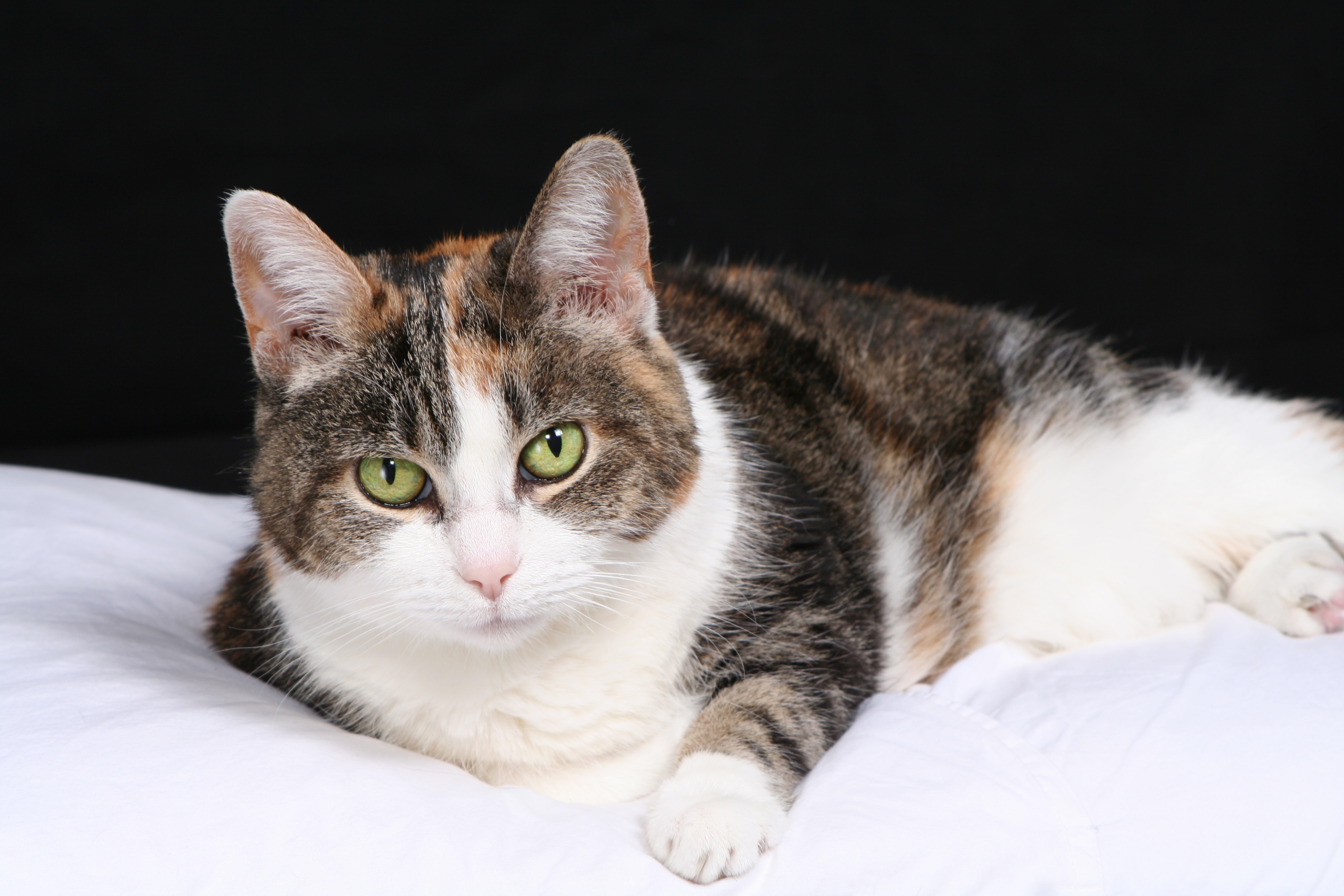 초록색 눈 고양이 사진