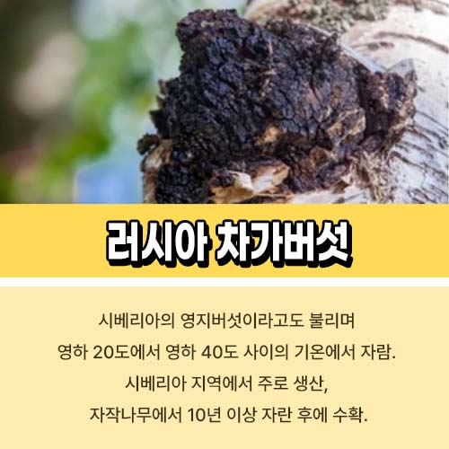 러시아 차가버섯