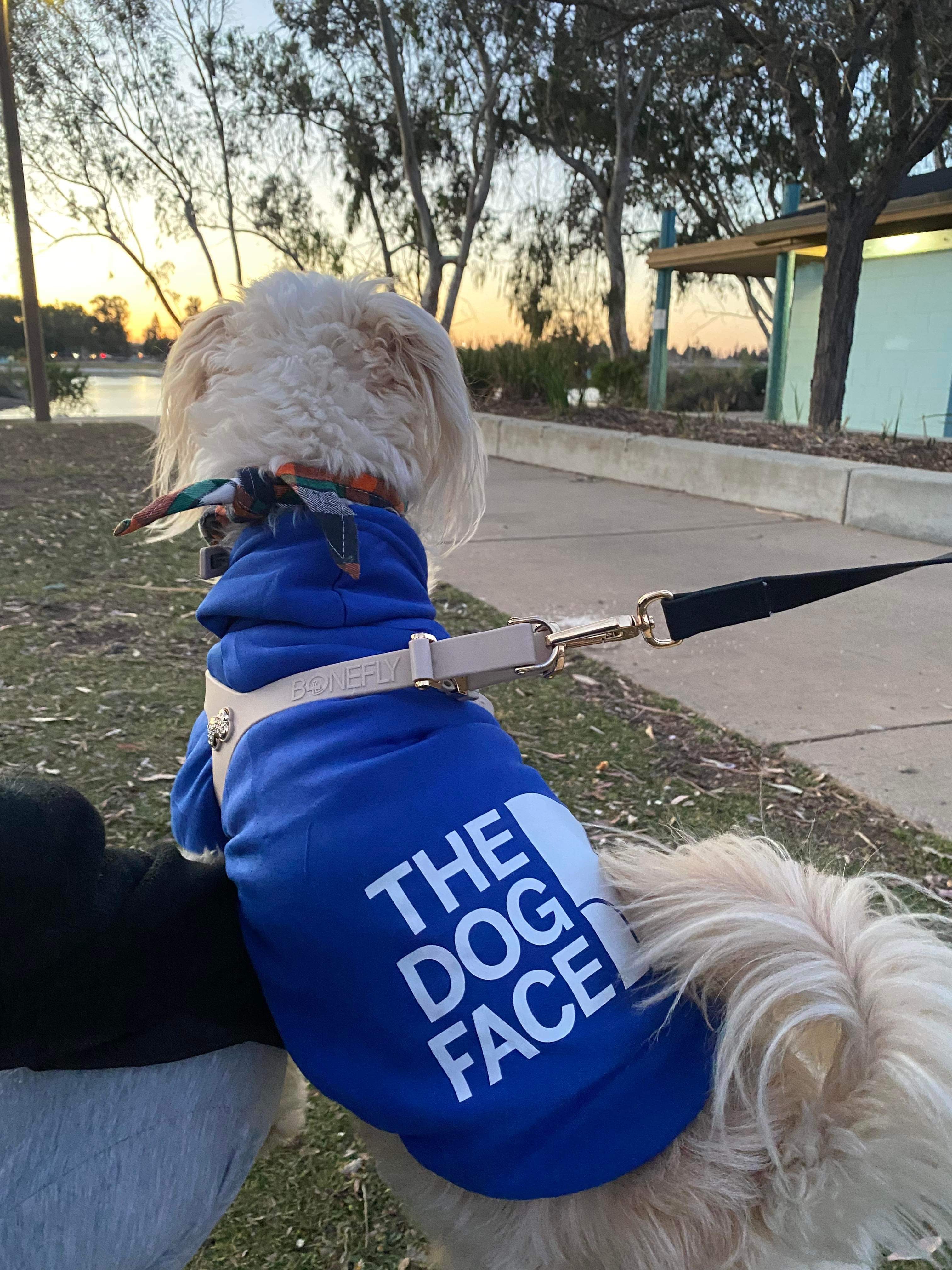 강아지와 함께하는 삶