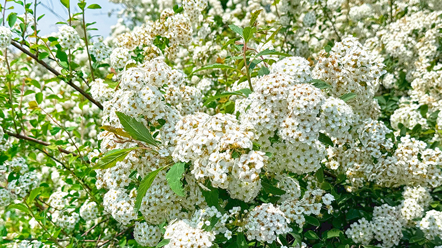 전주 전주수목원 조팝나무1