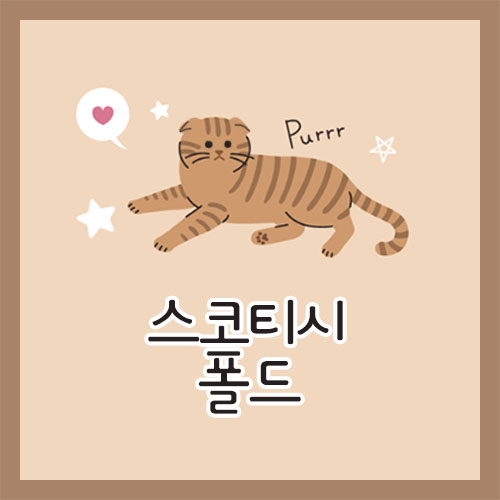 스코티시 폴드 특징&#44; 종류&#44; 성격&#44; 유전병