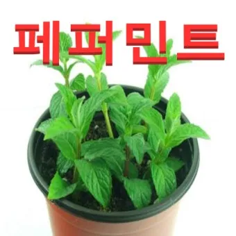 페퍼민트 키우기 물주기 삽목번식 햇빛관리 상쾌한 실내 허브_13