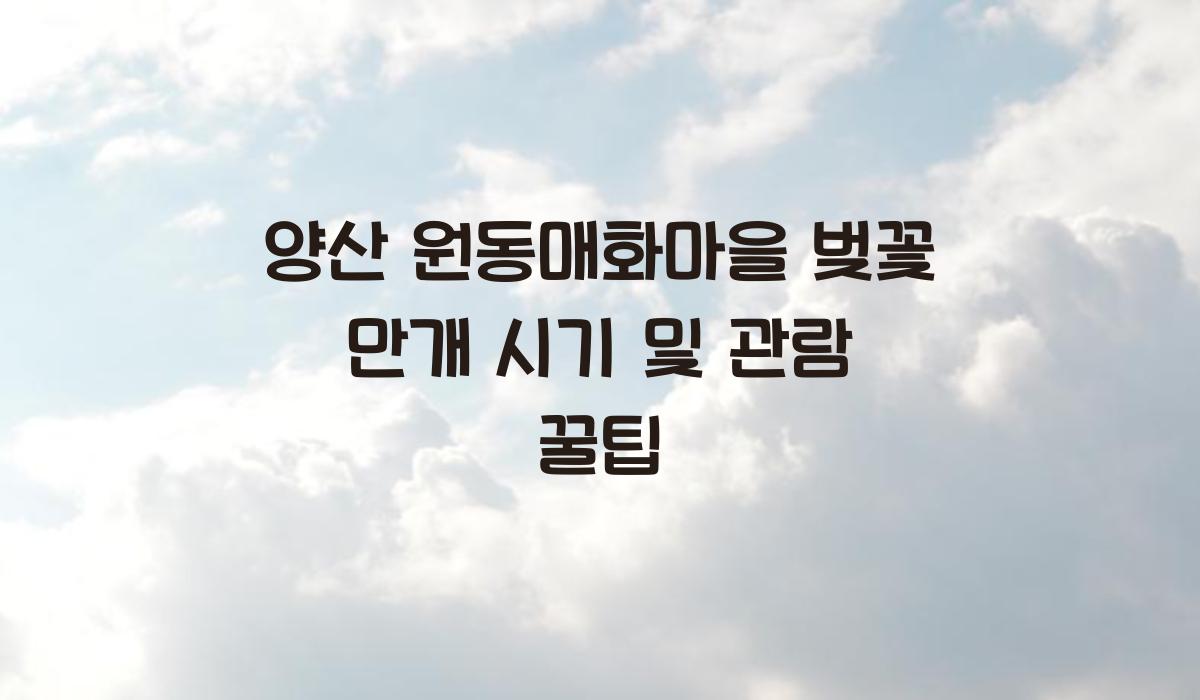 양산 원동매화마을 벚꽃 만개 시기
