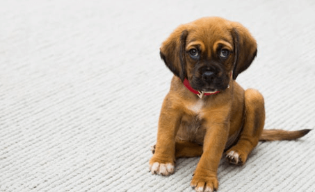 반려견 무료분양