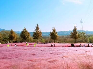 합천 핑크뮬리 신소양체육 공원 맛집 및 무료 주차 꿀팁
