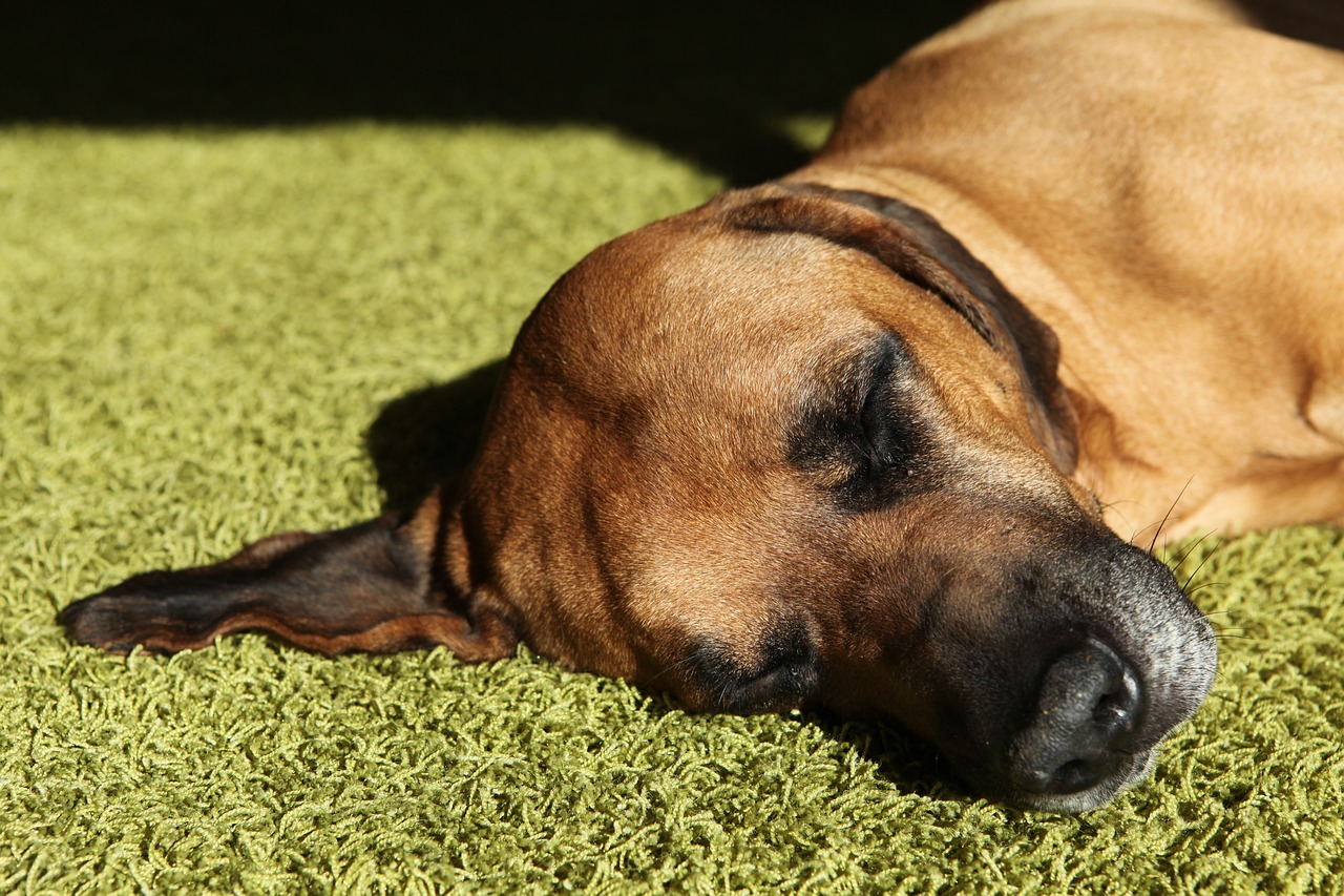 로디지안 리지백(Rhodesian Ridgeback)5