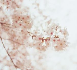 벚꽃개화시기2024