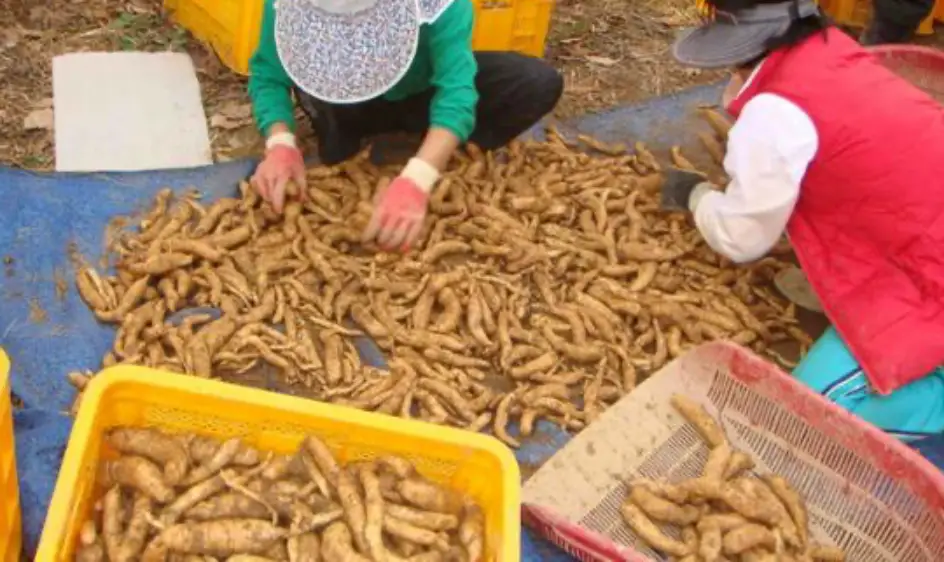 천마 효능