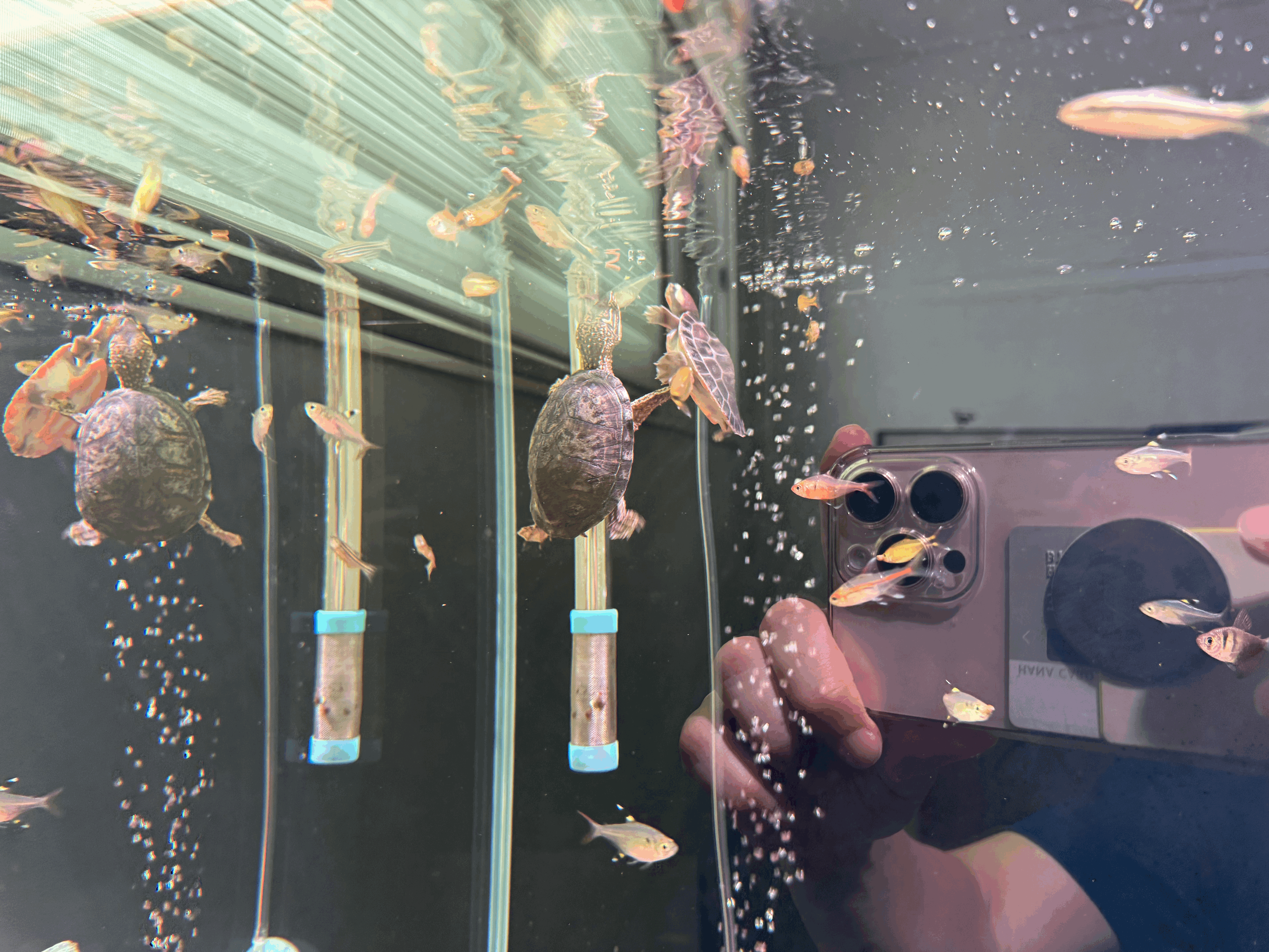 거북이와 열대어