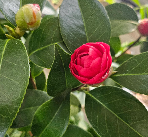 겨울에 꽃이 화려한 동백꽃