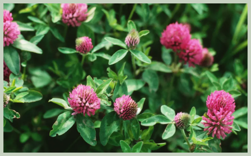 레드클로버 효능