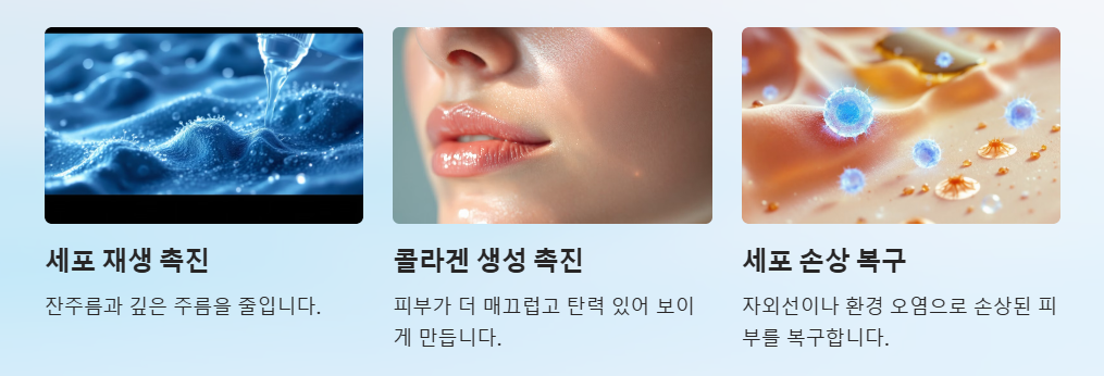 항노화 및 피부건강 개선