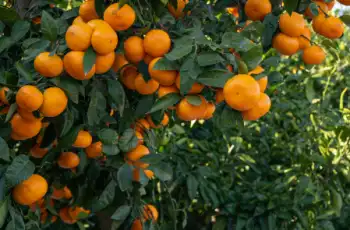 제주 귤 10kg 가격&amp;#44; 효능과 영양성분