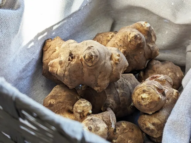 돼지감자 주의사항