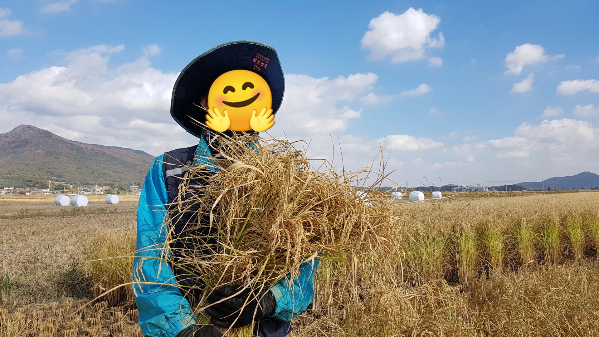 추수한 벼 한 다발