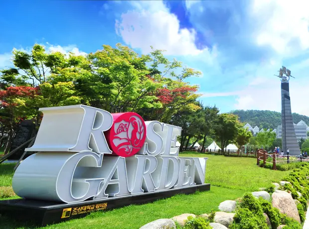 조선대 장미축제